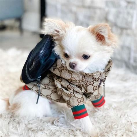 gucci sweater with cat|Gucci raincoat for dogs.